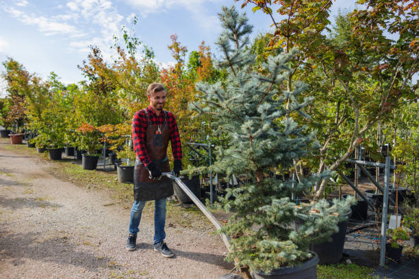 Best Mulching Services  in Canton, PA